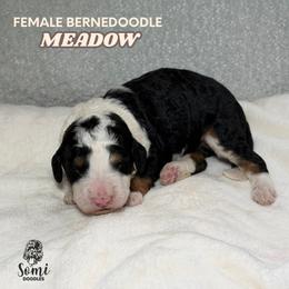 Meadow (Pink Collar) - Tri-color female Bernedoodle puppy in Palmetto Bay, Florida from SOMIDOODLES