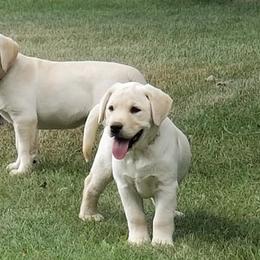 Labrador Retrievers from Beloved Labs LLC