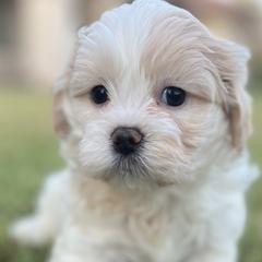Bichon Frises, Shichons, and Shih Tzus from Teddy Bears of Arizona