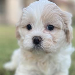 Bichon Frises, Shichons, and Shih Tzus from Teddy Bears of Arizona