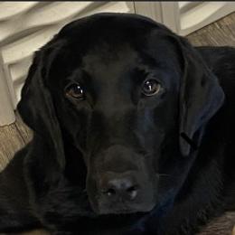 Tealy - Labrador Retriever