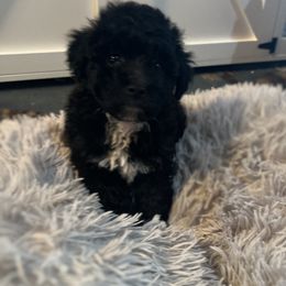 Maltipoo Puppies from Quiana's Maltipoos