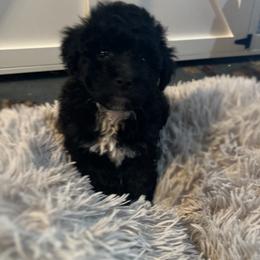 Maltipoo Puppies from Quiana's Maltipoos