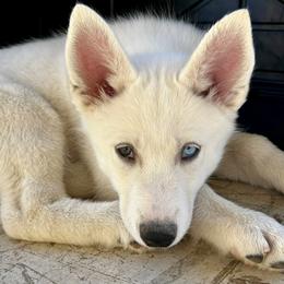 Siberian Husky Puppies from Snowy Siberians