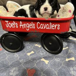 Rascal - Black and white male Cavalier King Charles Spaniel puppy in Poyen, Arkansas from Joels Angels Cavaliers