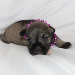Girl 1 Salt and Pepper - Salt and pepper female Miniature Schnauzer puppy in Spring Hill, Florida from Suncoast Miniature Schnauzers