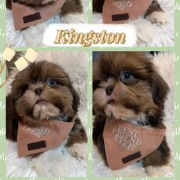 Kingston - Liver and white male Shih Tzu puppy in Coolidge, Arizona from Shih Tzu’s  ‘N’ Love