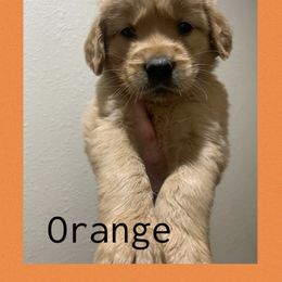 Orange - Golden male Golden Retriever puppy in Mountain Home, Idaho from Poppy's Garden Golden Retrievers