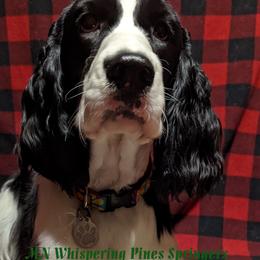 English Springer Spaniel All Grown Up from MN Whispering Pines Springers
