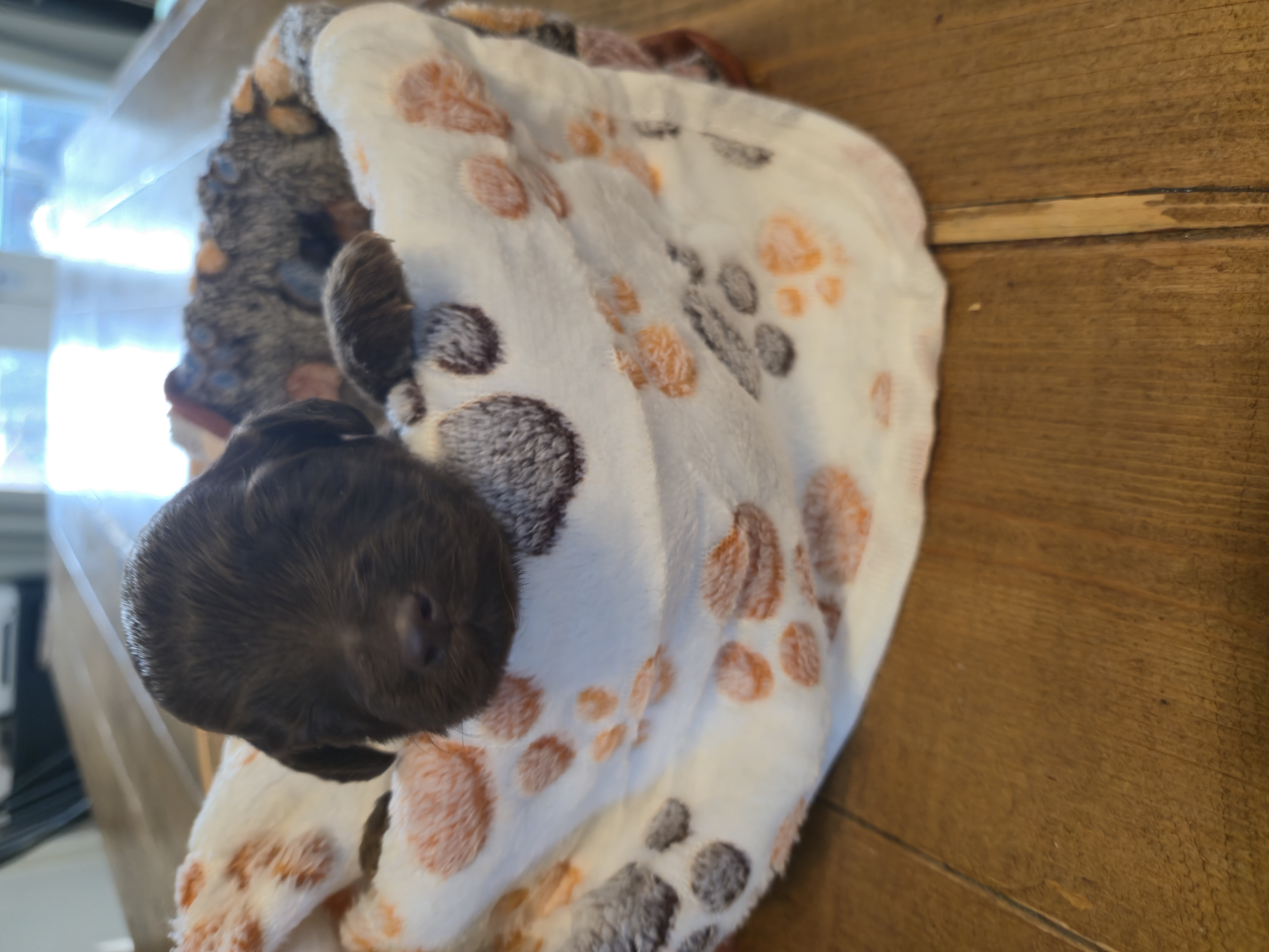 Whoodle Puppies from White's Whoodles