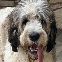 Savannah - Saint Berdoodle