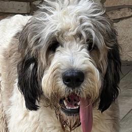 Savannah - Saint Berdoodle