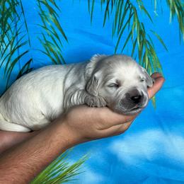 O'ahu - Light golden male Golden Retriever puppy in Adair, Oklahoma from Rejoice Retrievers