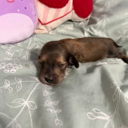 Yam - Cream female Dachshund puppy in Sebring, Florida from Mini Weenies