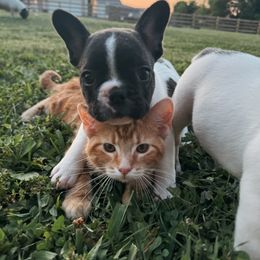 French Bulldog Puppies from Presidential Frechies