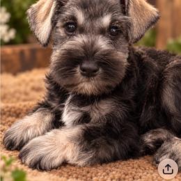 Coco - Salt and pepper male Miniature Schnauzer puppy in Deltona, Florida from LIZ FANCY SCHNAUZERS