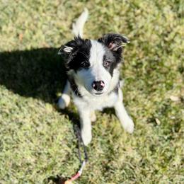 Border Collie puppies from Von Guadachi German Shepherds & Audacity Border Collies