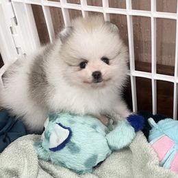 Daisy's Male Parti - Orange parti male Pomeranian puppy in Pocatello, Idaho from Avalon Pomeranians