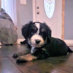 Australian Mountain Doodle, Bernedoodle, Companion Cross, and Shihpoo Puppies from Perfect Companion Puppies