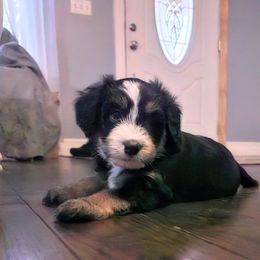 Australian Mountain Doodle, Bernedoodle, Companion Cross, and Shihpoo Puppies from Perfect Companion Puppies