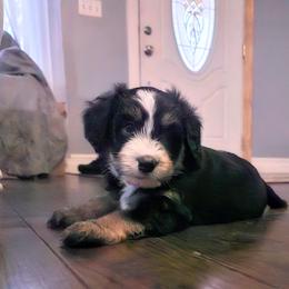 Australian Mountain Doodle, Bernedoodle, Companion Cross, and Shihpoo Puppies from Perfect Companion Puppies