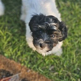 Coton de Tulear Puppies from Jac Be Nimble Cotons