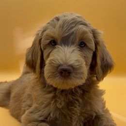 Mariah (Yellow Collar) - Red  Goldendoodle puppy in Richmond, Virginia from Kessi Doodles