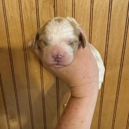 Camille - Blenheim female Cavapoo puppy in Eatonton, Georgia from TNT Puppies