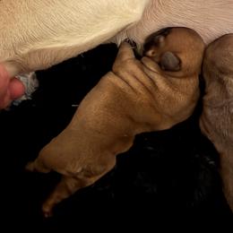 Nick - Fawn male French Bulldog puppy in Kalispell, Montana from Grace & Grit Frenchies