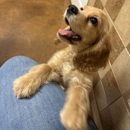 Trump - Buff and white male Cocker Spaniel puppy in Greenville, South Carolina from Chantels Spaniels