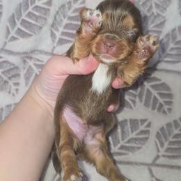 Chocolate Male - Chocolate, tan and white male Yorkshire Terrier puppy in Lakeland, Florida from You Me & The Yorkies