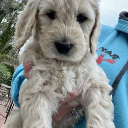 Assorted Doodle Crosses and Goldendoodle Puppies from Wake Forest Darling Doodles