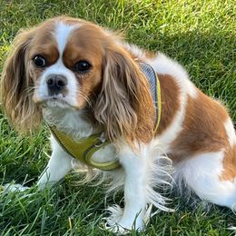 Clover - Cavalier King Charles Spaniel