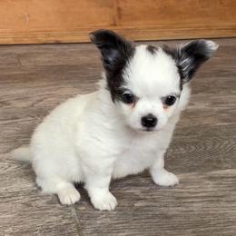 Beau - Blue and white male Chihuahua puppy in Menifee, California from Lane’s Little Long Coats