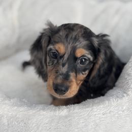 Dachshund Puppies from Dash of Love