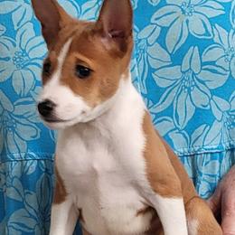 Girl 3 - female Basenji puppy in Austell, Georgia from Sherwood Basenjis