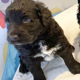 Miss Sunflower - Brown and white female Portuguese Water Dog puppy in Grants Pass, Oregon from Rogue River Portuguese Water Dogs