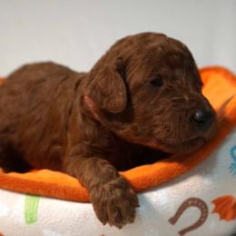 Girl 3 - Red  female Poodle puppy in Mc Henry, Illinois from Sunset Maple Poodles