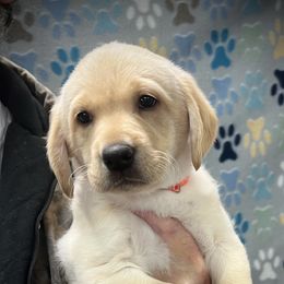 Girl 5 - Yellow female Labrador Retriever puppy in Sandpoint, Idaho from Allen Sunnyside AKC Labs