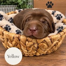 Yellow - Chocolate female Labrador Retriever puppy in Dickson, Tennessee from Cane Creek Labradors