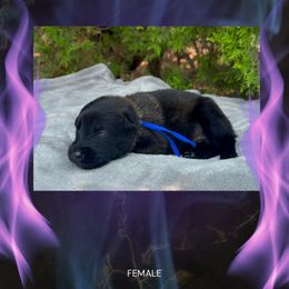 Kindle - Fawn sable female Belgian Malinois puppy in Chino, California from BlueStone K9