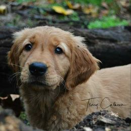 Golden Retriever and Labrador Retriever Puppies from Sutter Bay Retrievers