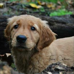 Golden Retriever and Labrador Retriever Puppies from Sutter Bay Retrievers