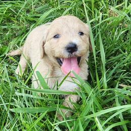 Marigold - Yellow and white female Bernedoodle puppy in Columbia, Missouri from Silver Creek Pups