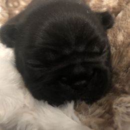 French Bulldog Puppies from Amanda Kreeft