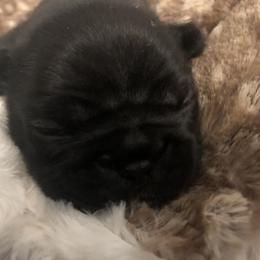 French Bulldog Puppies from Amanda Kreeft