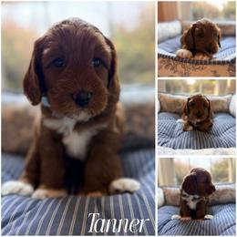 Tanner - Red male Australian Labradoodle puppy in Summerfield, North Carolina from Four Oaks Labradoodles