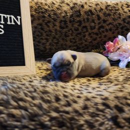 French Bulldog Puppies from Rootin' Tootin' Bulldogs, LLC
