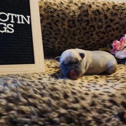 French Bulldog Puppies from Rootin' Tootin' Bulldogs, LLC