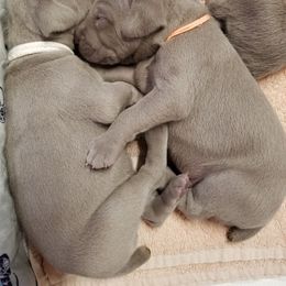 Weimaraner Puppies from Big River Weimaraners